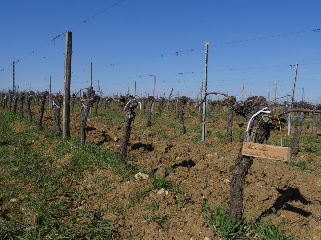 Виноградник на урожай